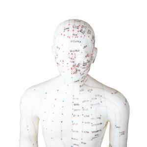 China Versatility Various Acupuncture Techniques Body Model Weighing Approximately 5kg wholesale