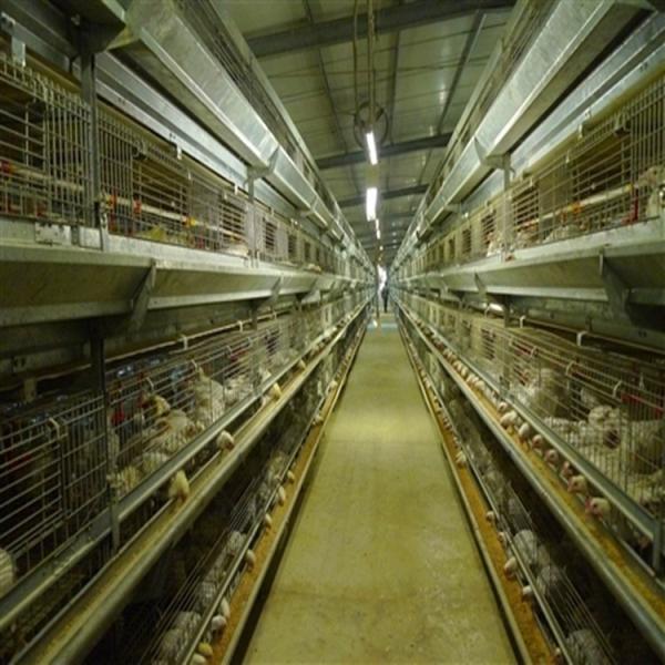 Quality Q235 Steel Mire Battery Layer Chicken Cage Breeding Hens Cage for sale