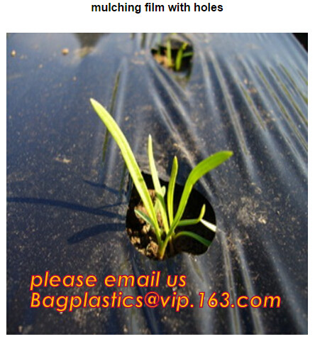 HOTICULTURAL MULCH FILM,AGRICULTURAL PE FILM,MARKET GARDENERS CLOCHE FILM,PE FILM FOR CORN,PLASTIC FILM COVER,TOMATO COV