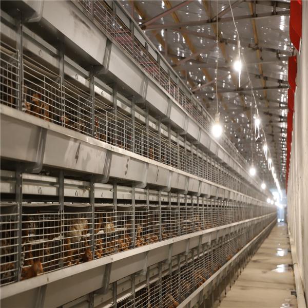 Baby Chick Cage (50).jpg