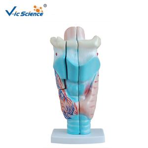 China Learning Resources Magnified Human Larynx Model 3 Time Enlarged VIC-301 wholesale