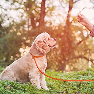 No Pull Dog Training Leash Strong Heavy Duty Braided Rope For Medium Large Dogs