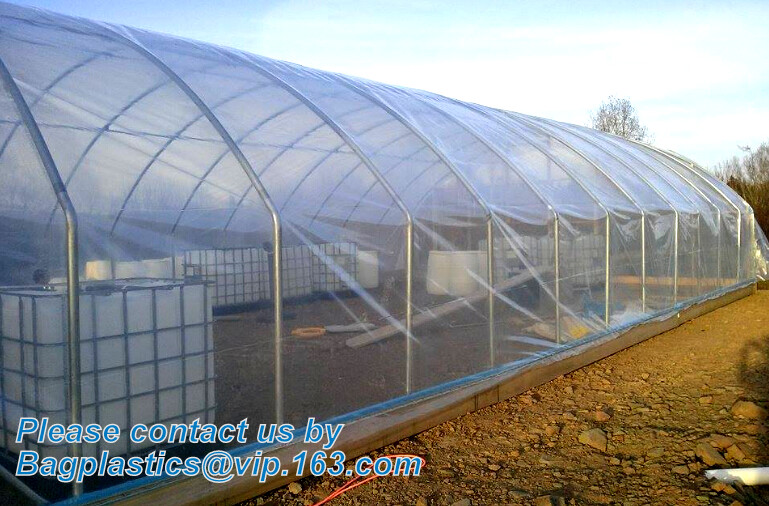 HOTICULTURAL MULCH FILM,AGRICULTURAL PE FILM,MARKET GARDENERS CLOCHE FILM,PE FILM FOR CORN,PLASTIC FILM COVER,TOMATO COV