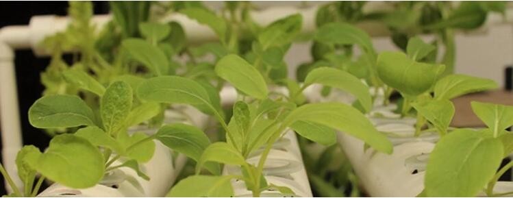 HOTICULTURAL MULCH FILM,AGRICULTURAL PE FILM,MARKET GARDENERS CLOCHE FILM,PE FILM FOR CORN,PLASTIC FILM COVER,TOMATO COV