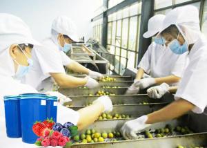China Energy Saving Complete Set of Blueberry Processing Machinery For Berry Juice Production Line wholesale