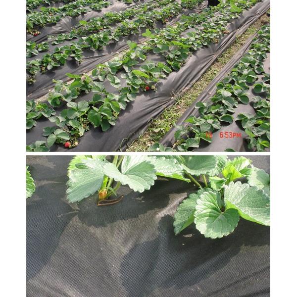 70GSM Heavy Duty Weed Control Fabric