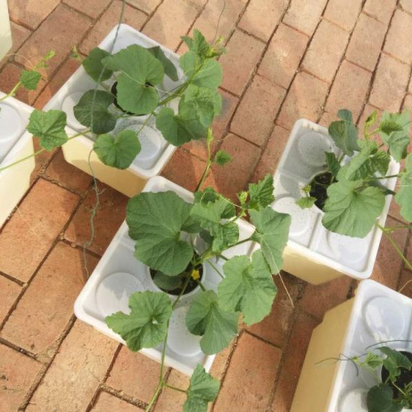 Stable High Productivity Hydroponics Dutch Buckets For Eggplants