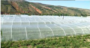 China 25 * 50 Mesh Insect Protection Netting High Tensile Strength For Pest Control wholesale