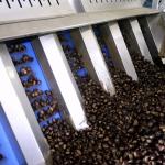 304 SS Material Inshell Chestnut Sorting Machine 8 Lanes