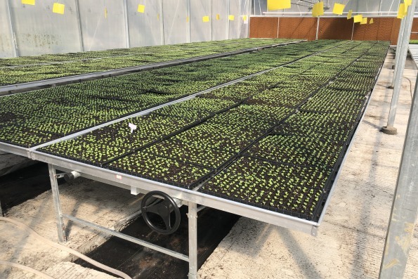 Stackable Galvanized Mesh Seed Bench Agriculture Rolling Tables For Greenhouse