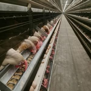 China ISO9001 HI HOPE Layer Poultry Farming Equipment Nipple Drinking wholesale