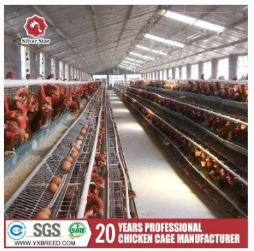 Long Time A Type Farm Chicken Battery Cages For Layers