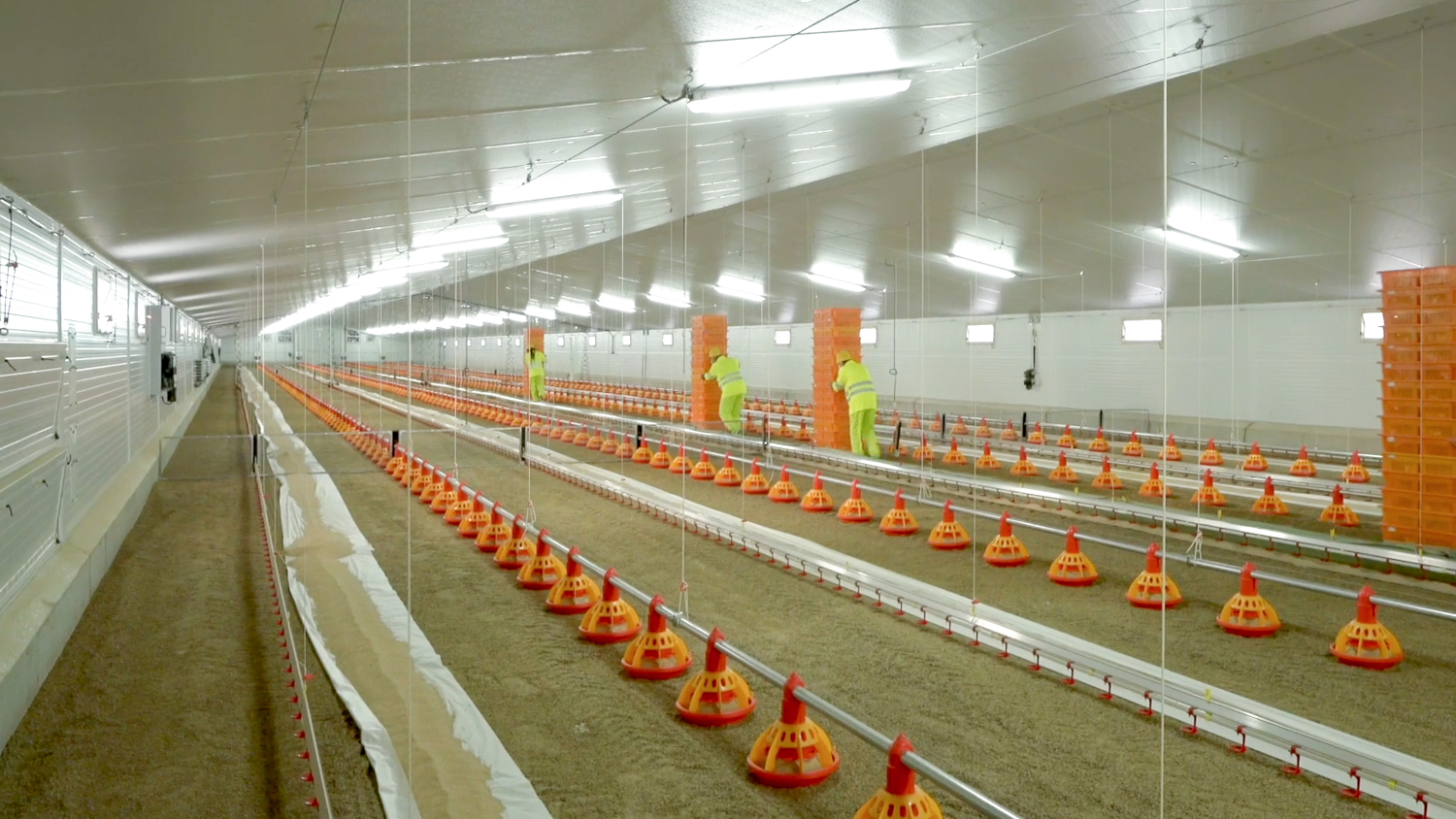 10000 Chickens Prefabricated Steel Tolerance ±1% for Chicken and Duck Farm Structures