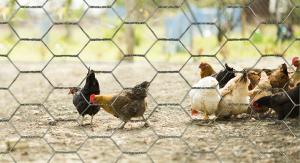China Weaving Hexagonal Wire Netting Hot Dip Galvanized Poultry Netting Fence wholesale