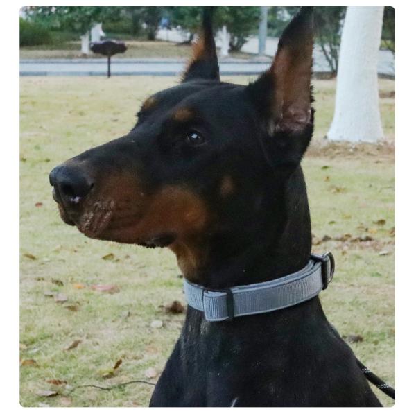 Pet Adjustable Dog Collar Reflective Collar For Medium And Large Dogs