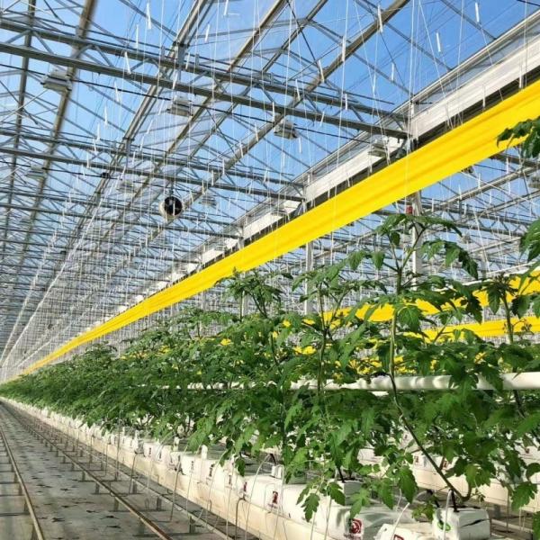 Multi Shading Screen Glass Greenhouse Hydroponics for Improved Nutrient Absorption