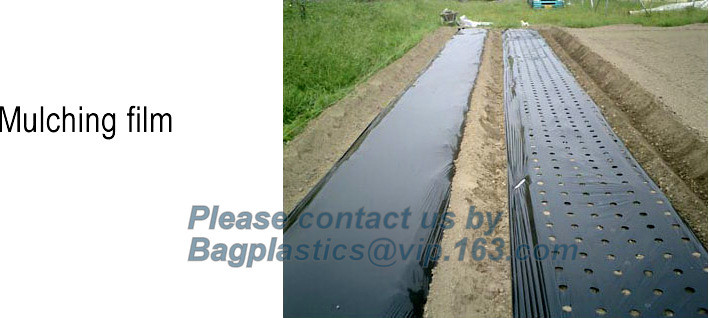 HOTICULTURAL MULCH FILM,AGRICULTURAL PE FILM,MARKET GARDENERS CLOCHE FILM,PE FILM FOR CORN,PLASTIC FILM COVER,TOMATO COV