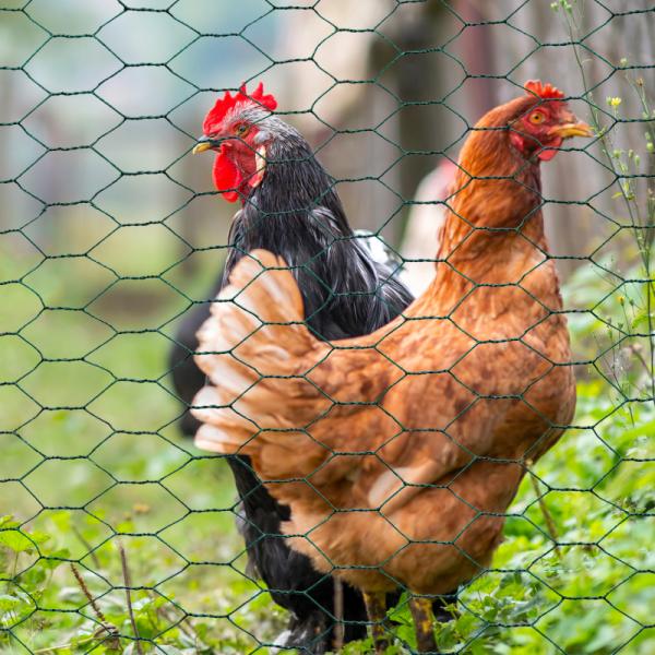 DIY Walk in Chicken Coop Chicken Run Kennel Chicken cage with Silver Waterproof Cover 4x3m