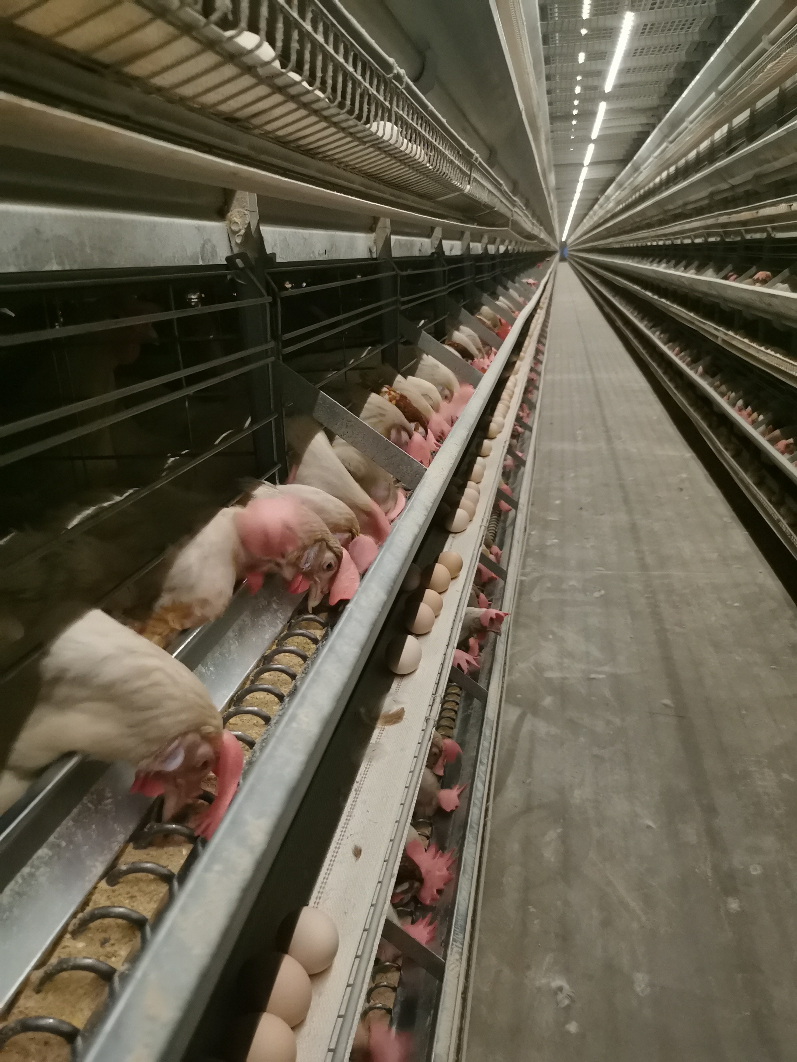 ISO9001 HI HOPE Layer Poultry Farming Equipment Nipple Drinking