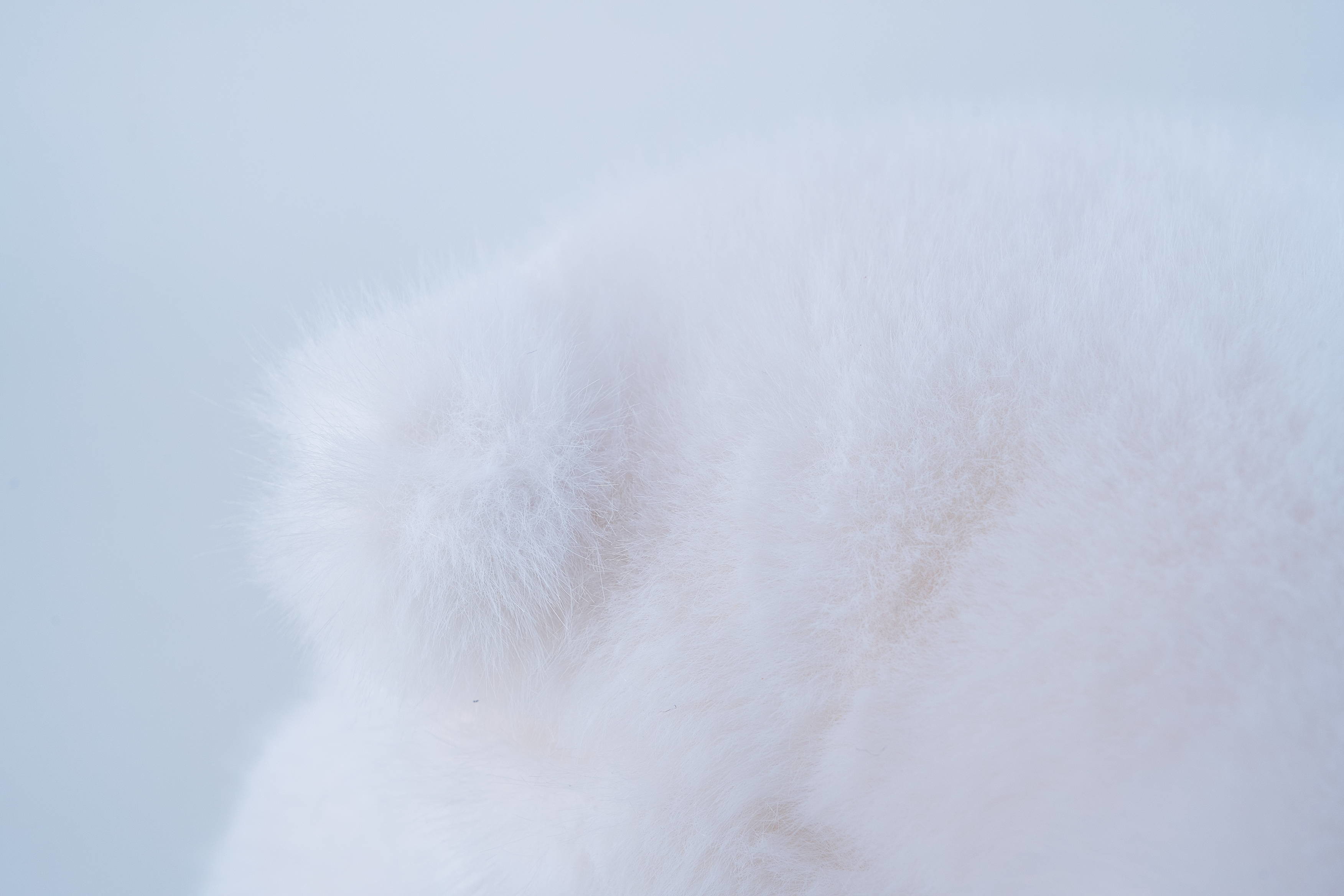 Eco Friendly Polar White Bear Plush Toy Multiple Sizes Safe And Soft
