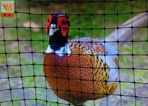 China Pheasant Fence Net, Plastic Poultry Netting, Chicken Netting Fence, Eco Friendly, Black Color wholesale