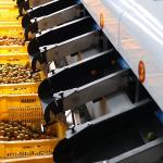 8 Channels 380V Kumquat Fruit Sorting Machine White Grading Machine