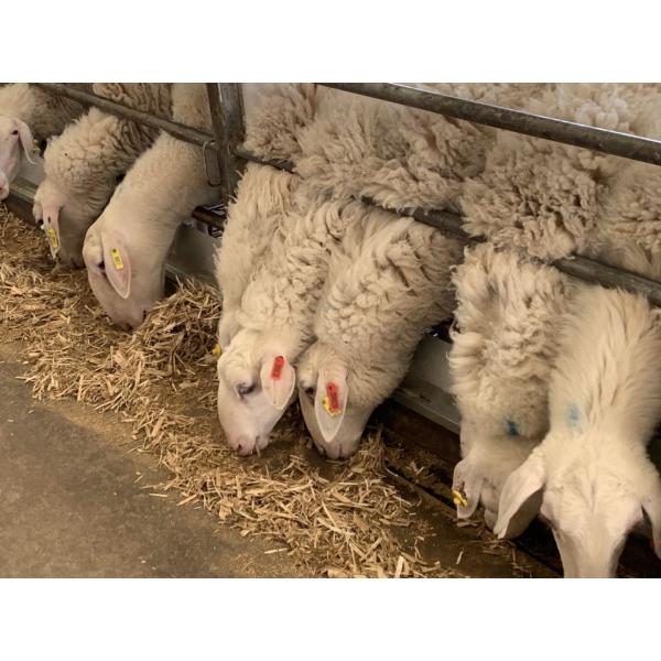 Two Sided TPU Custom Sheep Ear Tags For Identification