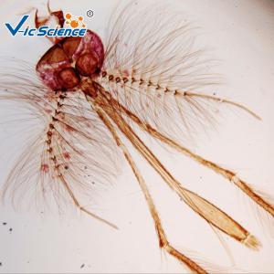China Medical Lab Stage Microscope Slide Female Mosquito Mouth Parts wholesale