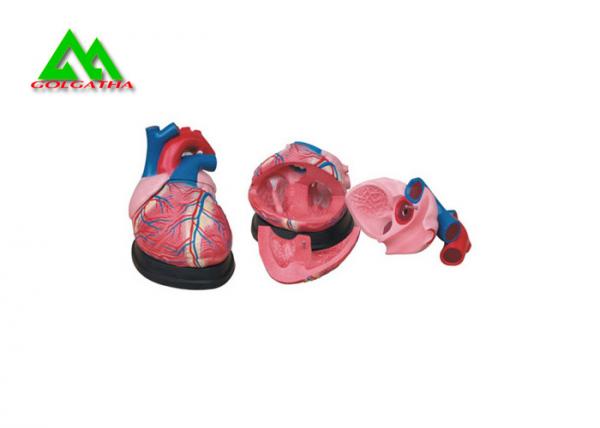 Quality Plastic Human Anatomical Heart Model Life Size For Medical Students for sale