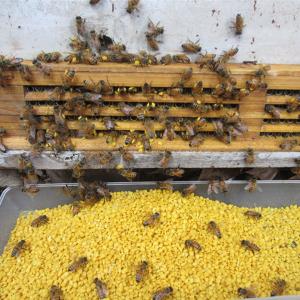 Pure Fresh Natural Rape Pollen Bee Product for Beekeeping Breeding