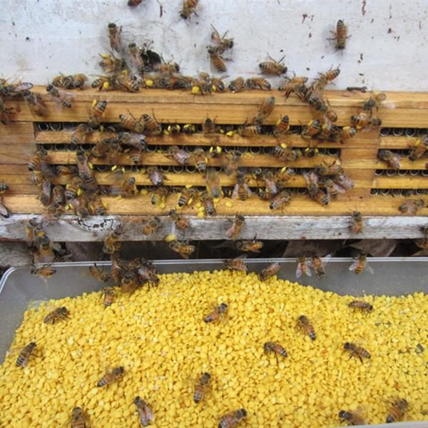 Quality Pure Fresh Natural Rape Pollen Bee Product for Beekeeping Breeding for sale