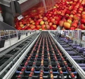 Fruit Juice Concentrate Machine Apple Juice Complete Processing Line