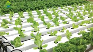 Nutrient Film Technique Soilless Hydroponic System Hydroponic Farming Kit For Balcony