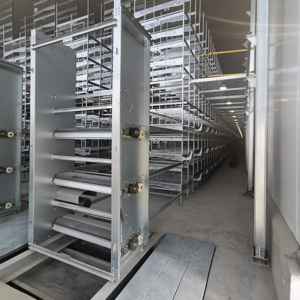 Quality 1.25m Hens Poultry Manure Removal System 3-8tiers Automated for sale