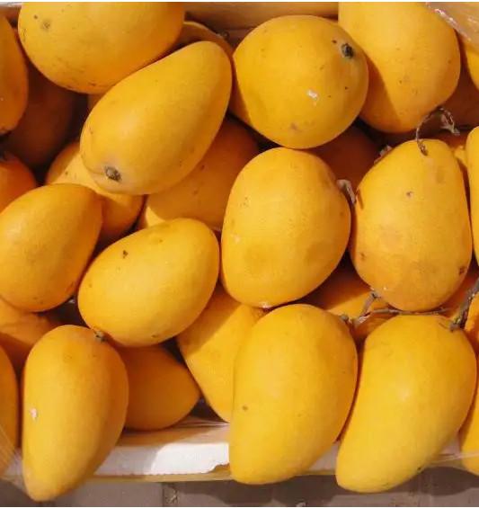 Quality Full Automatic Mango Processing Line 50 Tons / Hour for sale