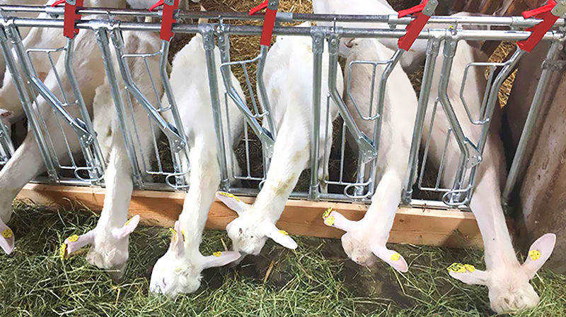 Sliding Door and Roller Door Design Q345 Metal Frame Goat/Sheep House for Cow/Cattle Farm