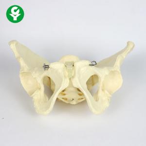 China School Supplies Female Anatomical Model / Shapes Short Broad Adult Pelvis Anatomy Model wholesale