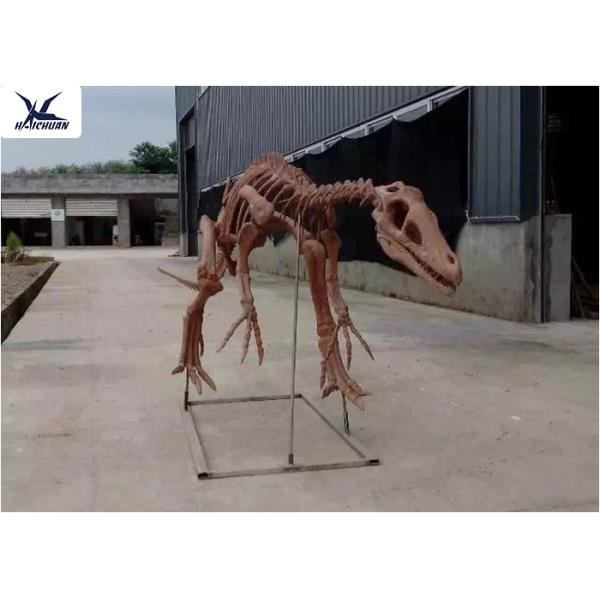 Amusement Park Facility Life Size Dinosaur Skeleton Replica Artificial Replica Model