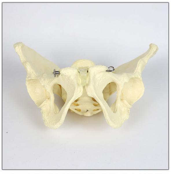 School Supplies Female Anatomical Model / Shapes Short Broad Adult Pelvis Anatomy Model