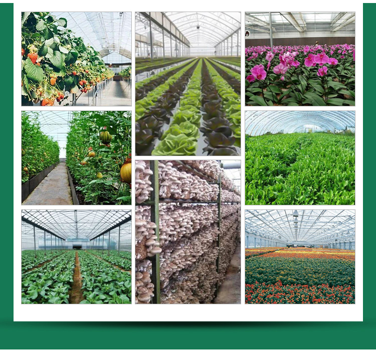 Length 30-100m Hoop House Light Deprivation Greenhouses for Mushroom Large