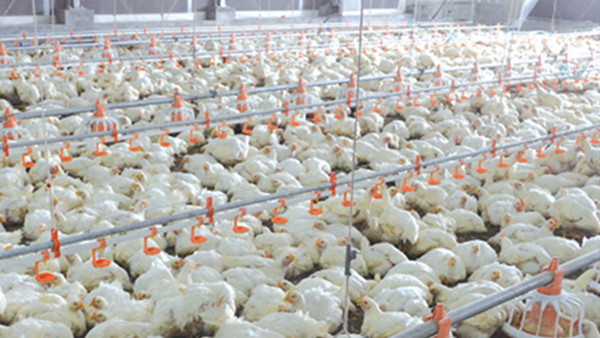 Pan Feeding SS304 3.5m Broiler House Equipment For Chicken