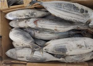 China Katsuwonus Pelamis Whole Round 3.4kg Frozen Skipjack Tuna wholesale