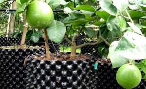 Fashion style Super Root Pots & gallon pots & big pot for tree