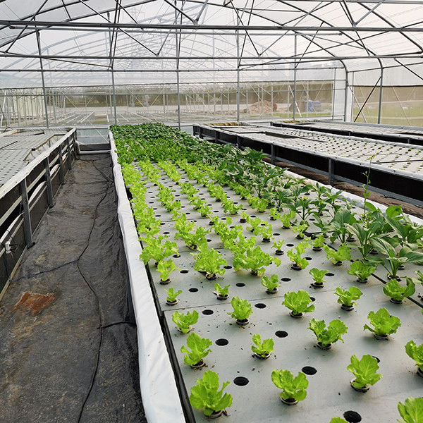 Auto Adjusting Anti Algae Deep Water Culture Kit Dwc Hydroponics Growing System