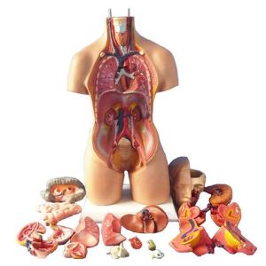 China 55 Cm Unisex Human Anatomy Medical Torso Model 20 Parts For Teaching wholesale