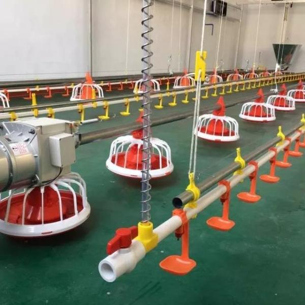 Quality Galvanized Pipe Poultry Feed Line 220V 380V Pan Feeding System for sale