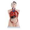 Buy cheap 85cm 19 Parts Medical Training 4d Human Torso Anatomy Model from wholesalers