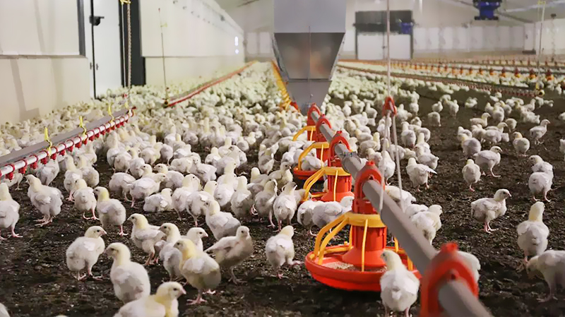 10000 Chickens Prefabricated Steel Tolerance ±1% for Chicken and Duck Farm Structures
