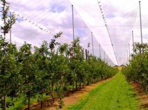 China Hdpe Raschel Knitted Anti Hail Nets / Hail Protection Net For Fruit Tree on sale