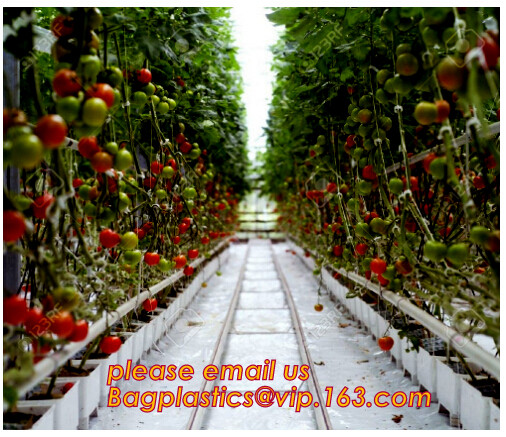 HOTICULTURAL MULCH FILM,AGRICULTURAL PE FILM,MARKET GARDENERS CLOCHE FILM,PE FILM FOR CORN,PLASTIC FILM COVER,TOMATO COV